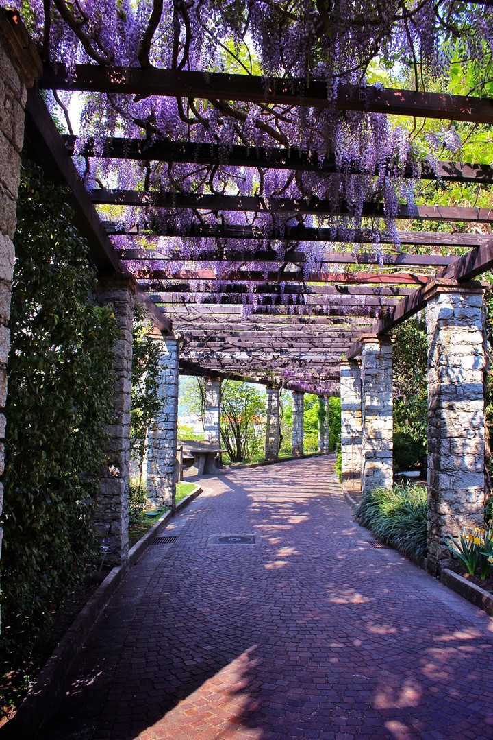 Wisteria