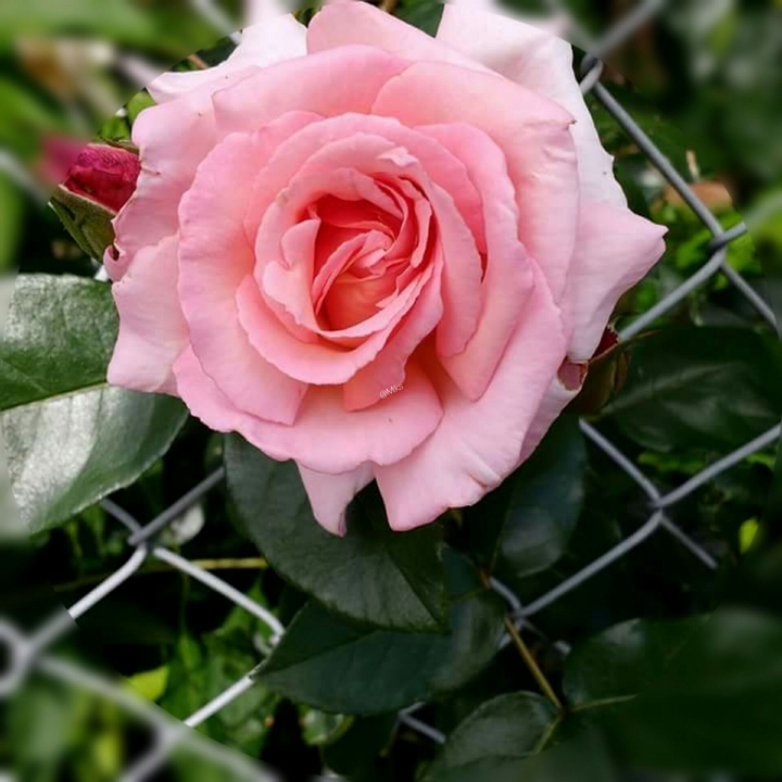 rose