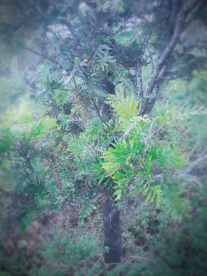 nature