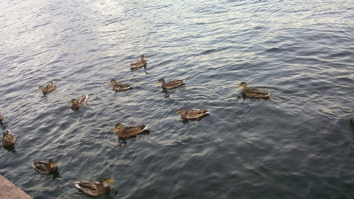 Ducks in the river
