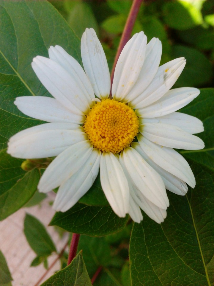 camomile