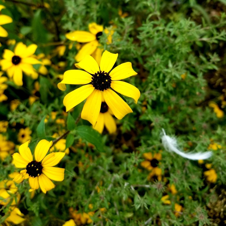 Flowers and a feather