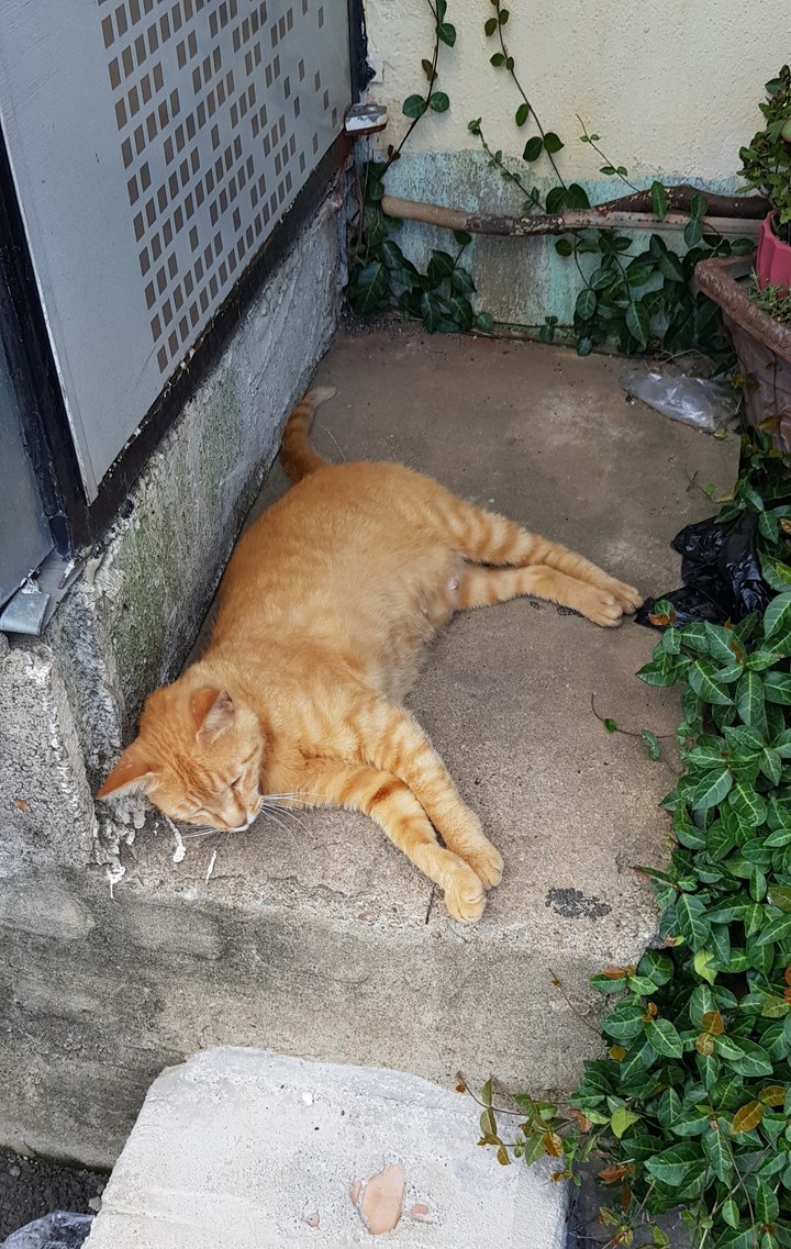 고양이