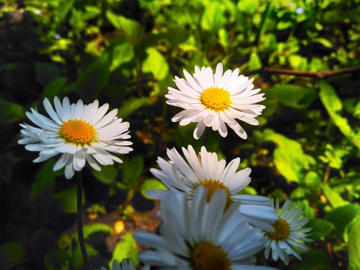 chamomiles