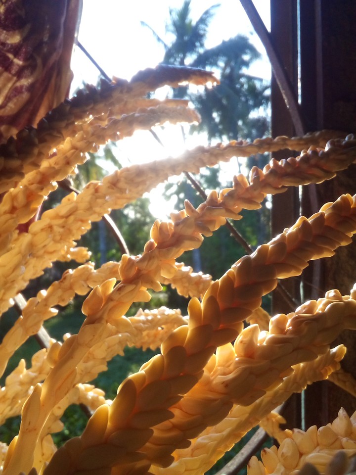 grains
