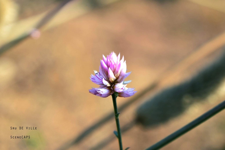 grass flower