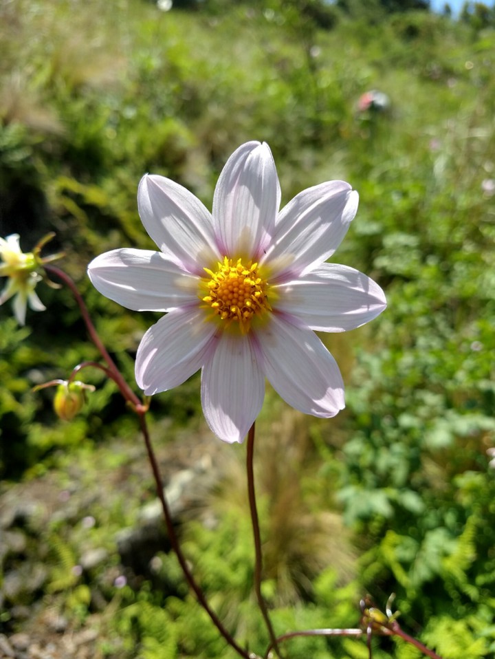 Flor Silvestre