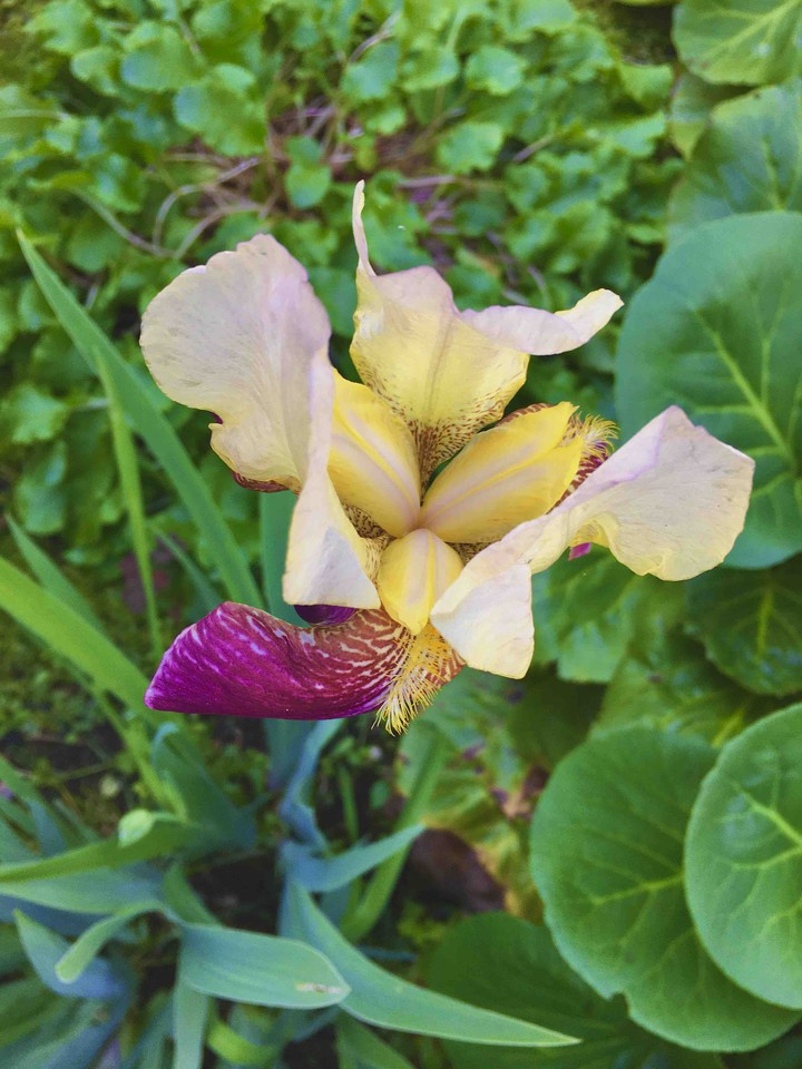 flower