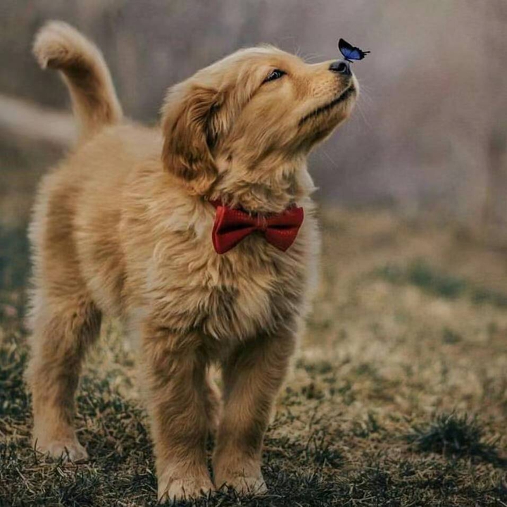 how sweet