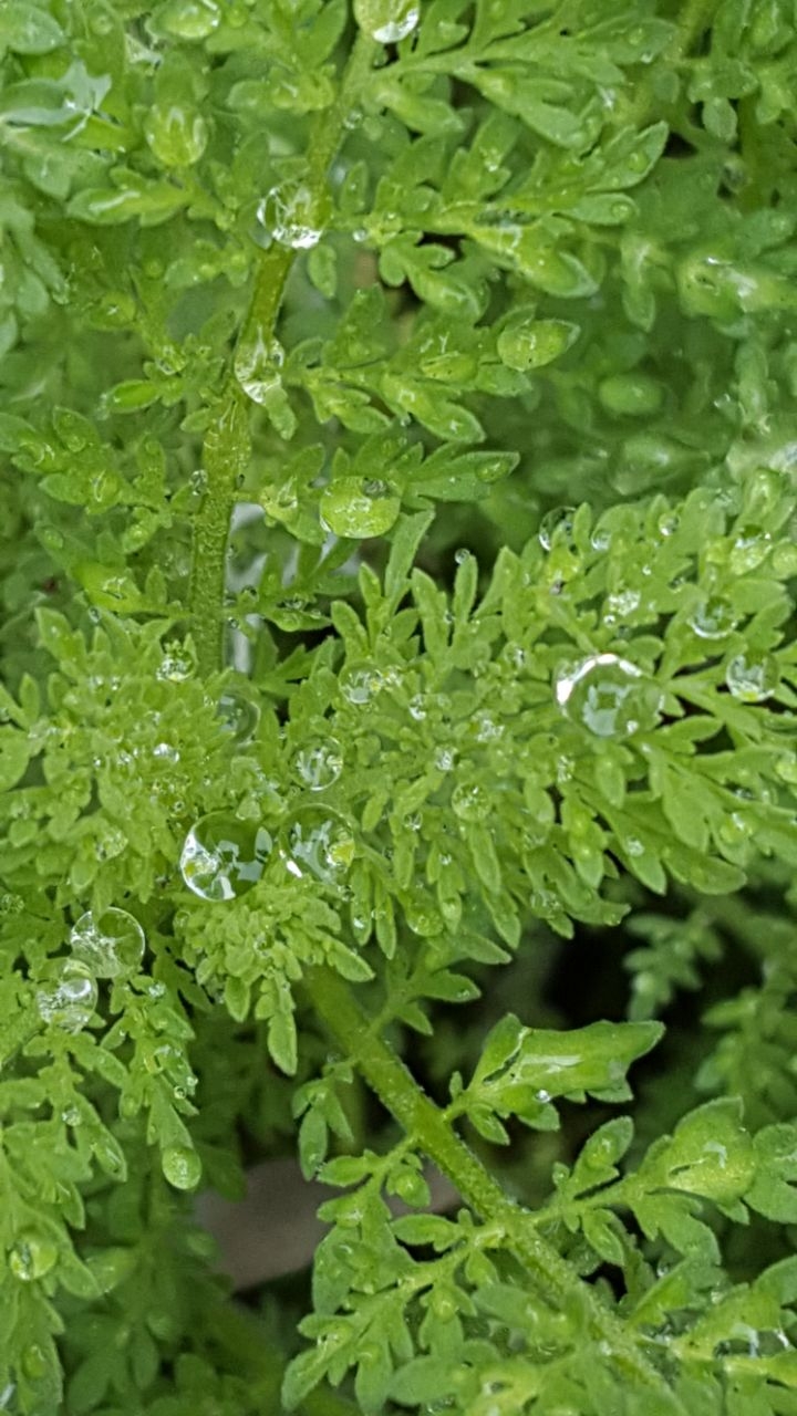 After rain