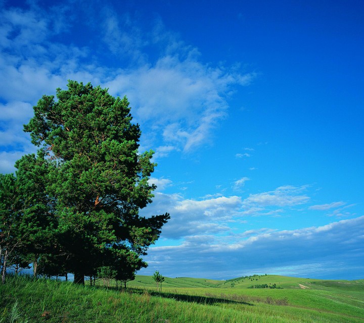 Greenery