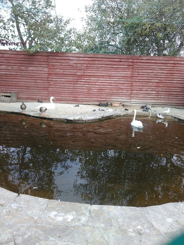 ZOO