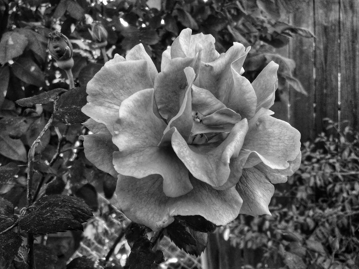 Easter Flower (B&W Edition)