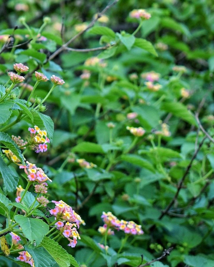 wild flowers