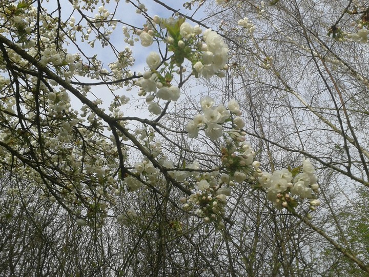 Kirschbaumblüten
