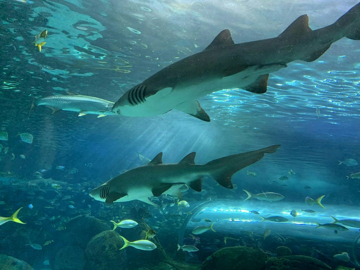 Sharks