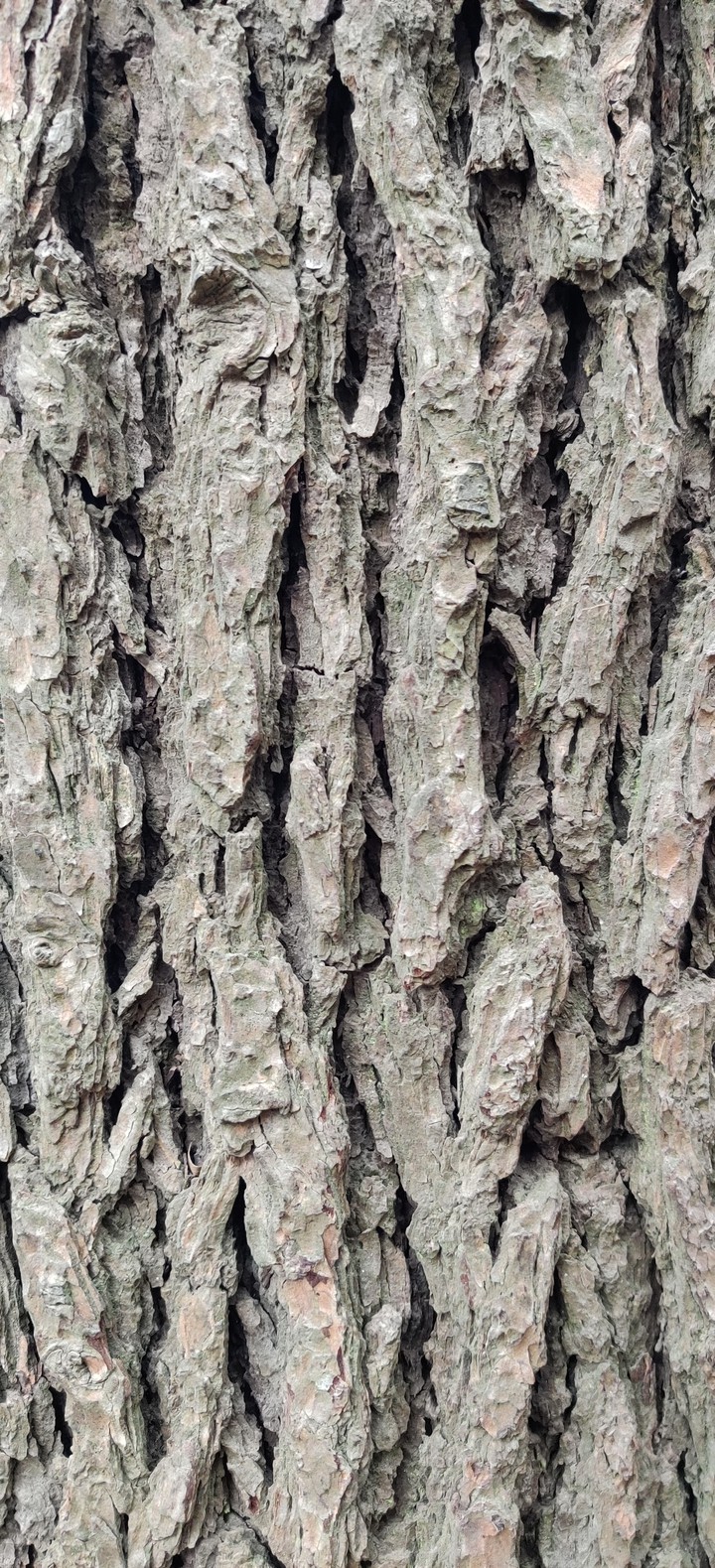 Oak