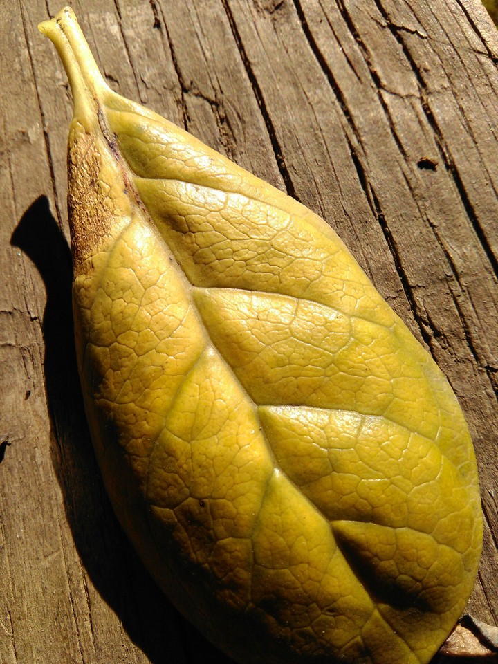 hoja