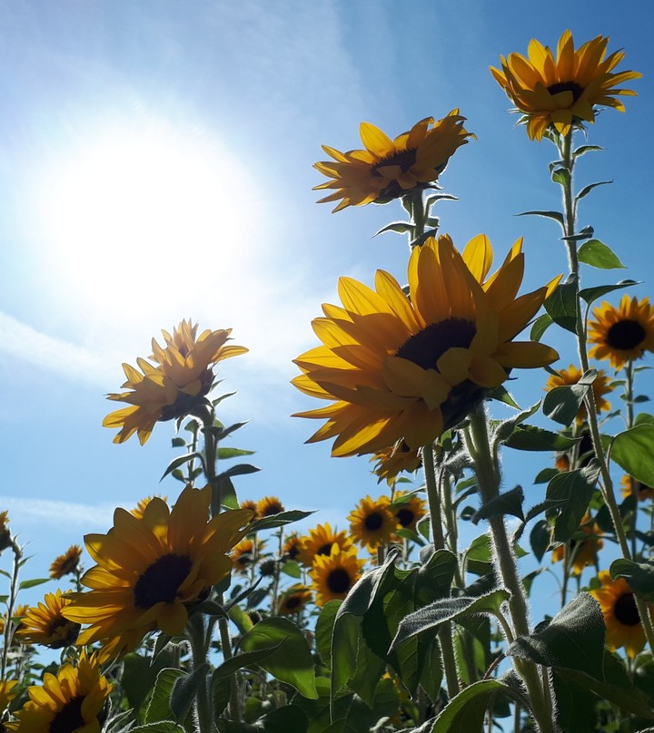 Sunlove