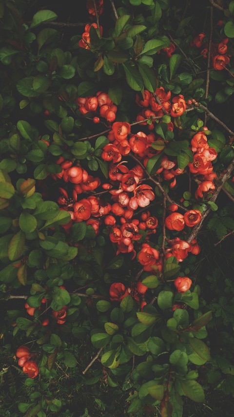 red flower