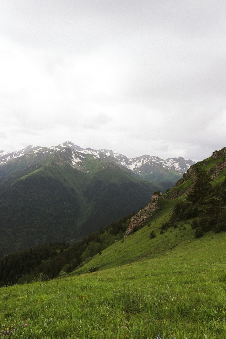 pasture, grass Hintergrundbilder