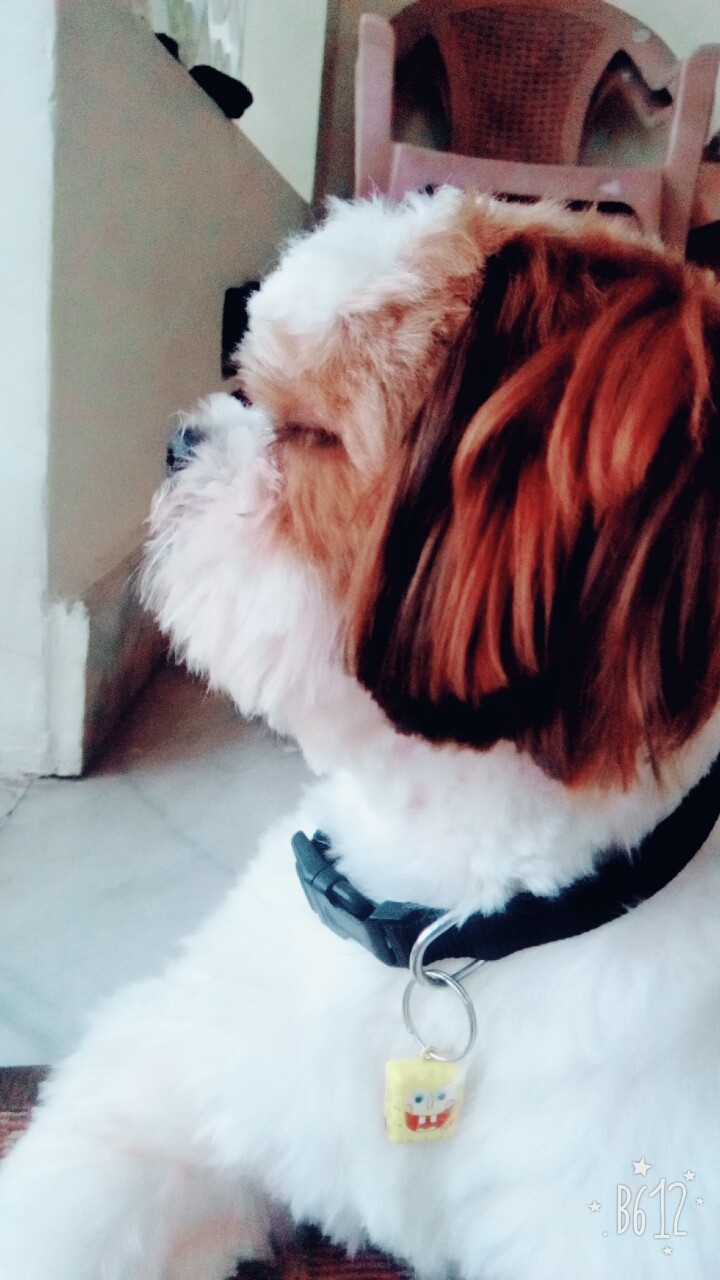 pet siddu