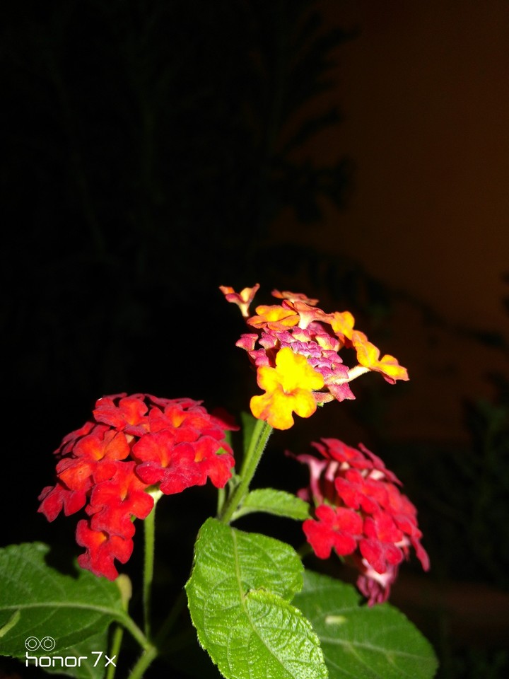 flowers @night