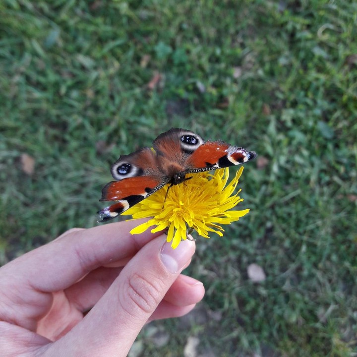 Butterfly