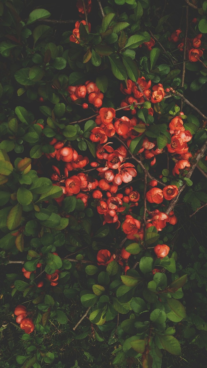 red flower