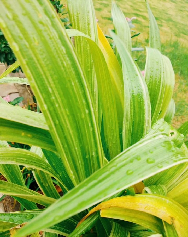leaves with its beauty.....