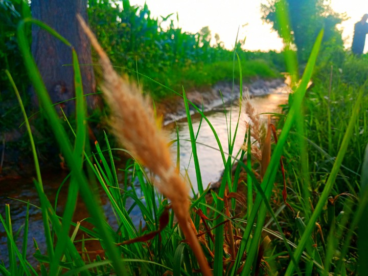 Stream