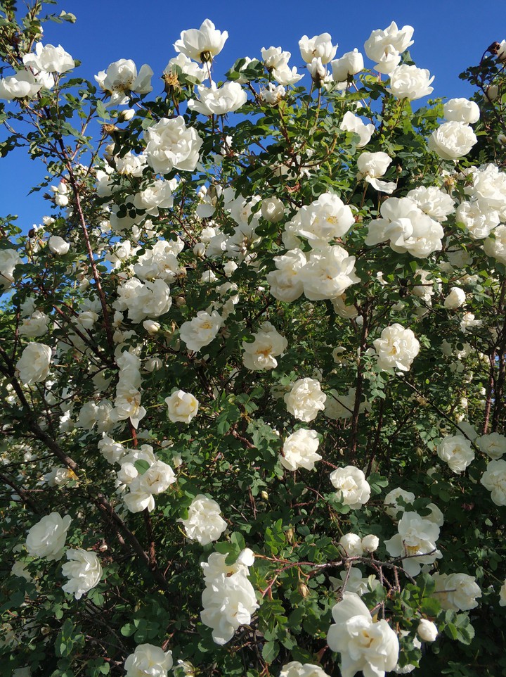 spring
