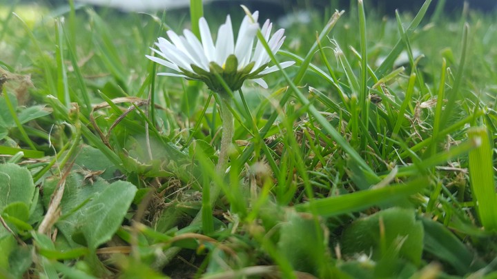little flower