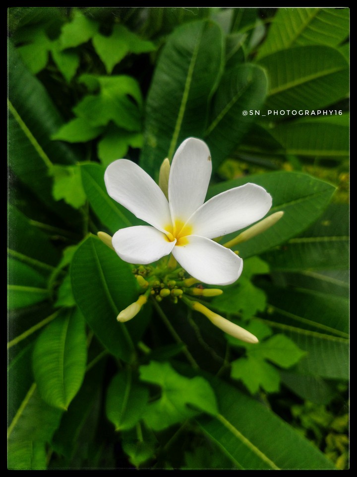 nature_lover