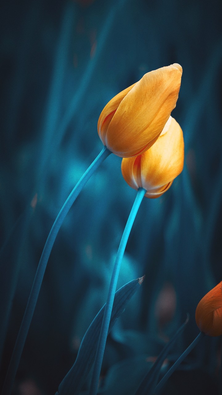 tulips