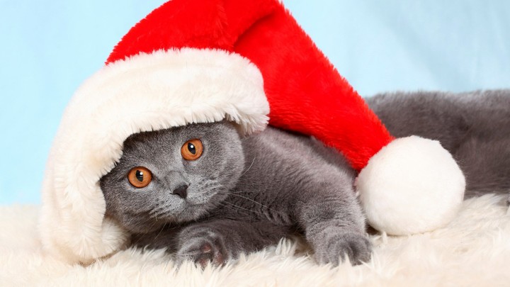 котёнок