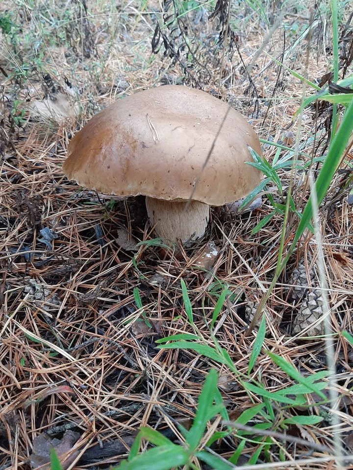 Mushroom