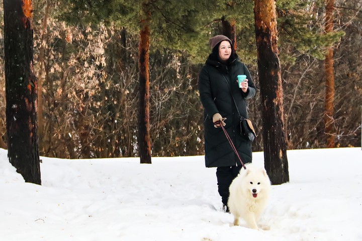 Samoedsky husky