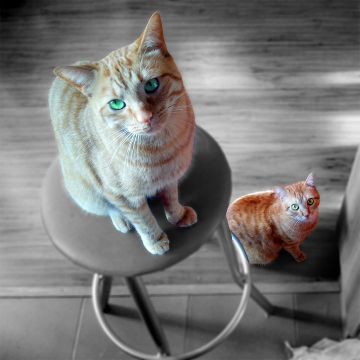 Willy & Chicco