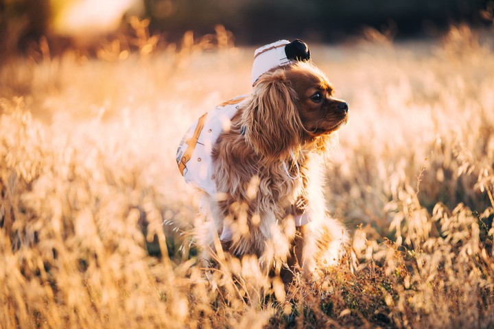 dog