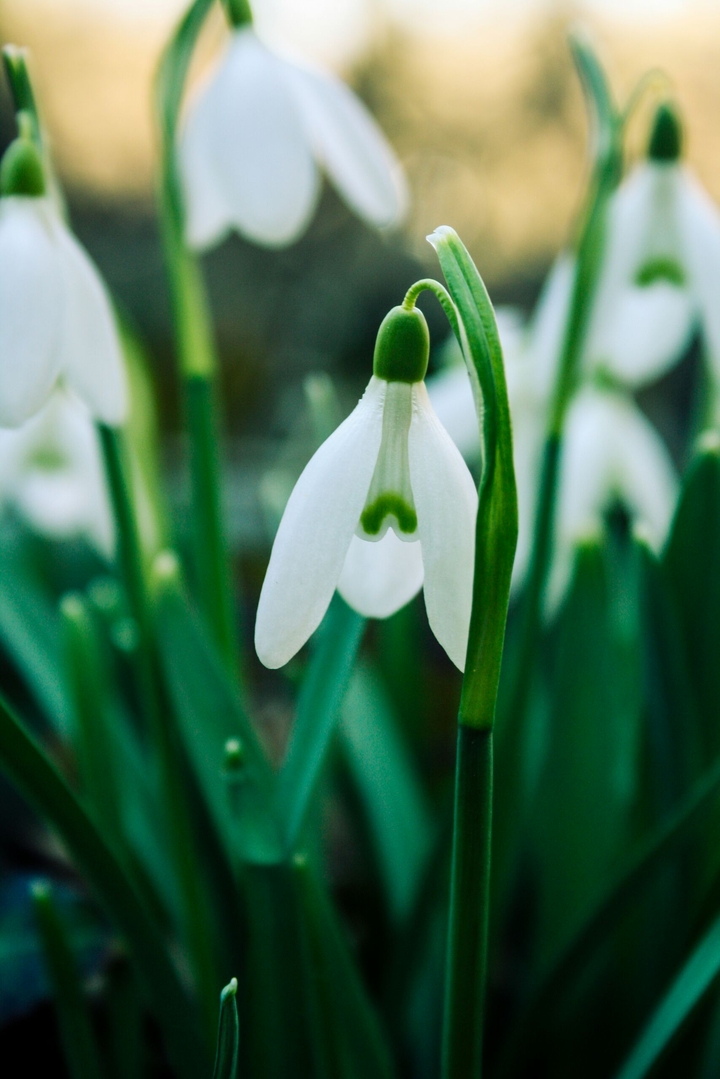 Snowdrop