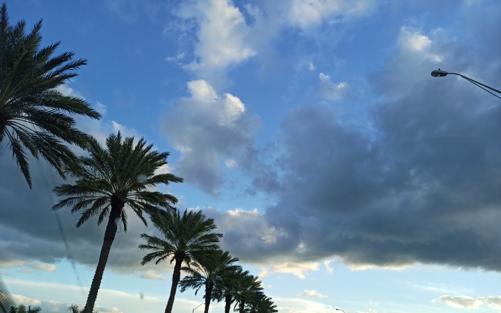 Palm trees and sky