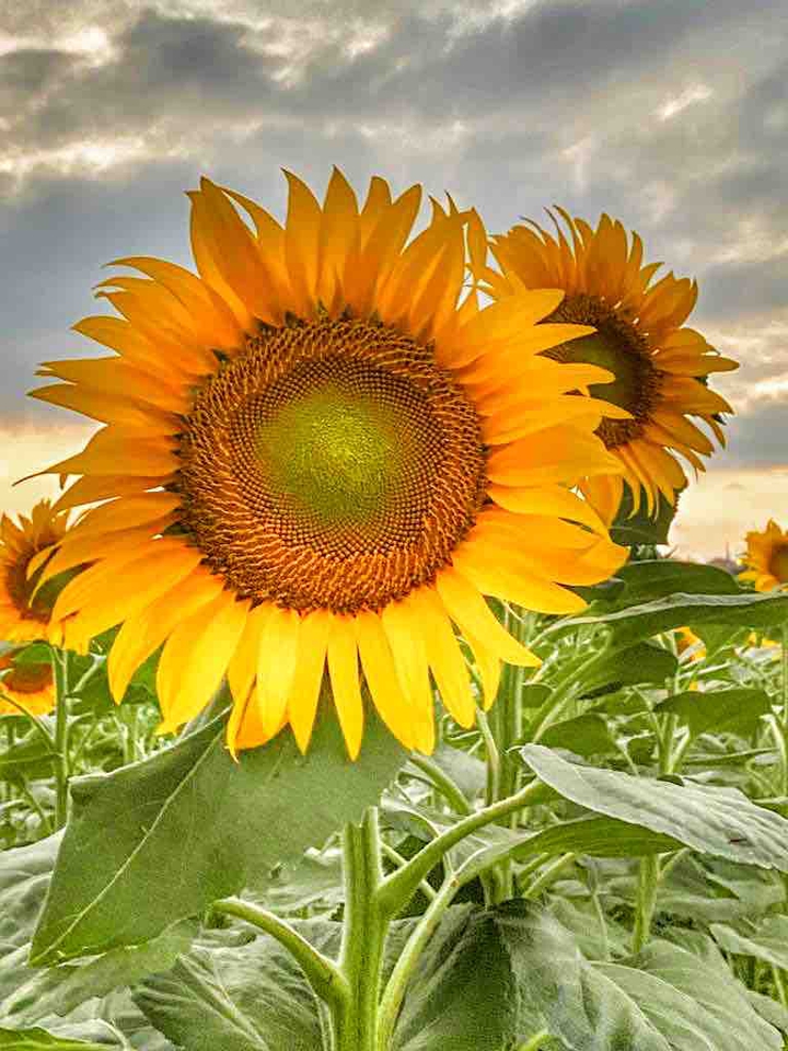 sunflower