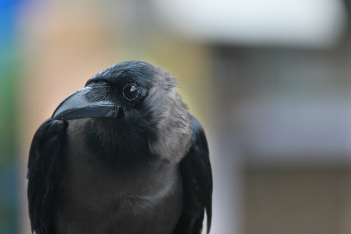 Crow