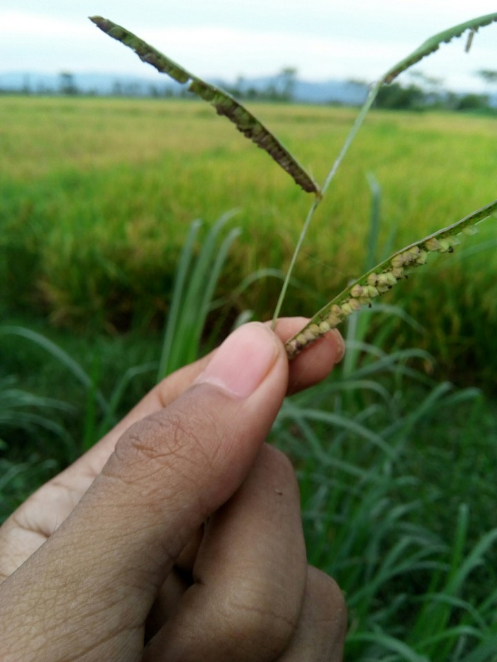 Grass