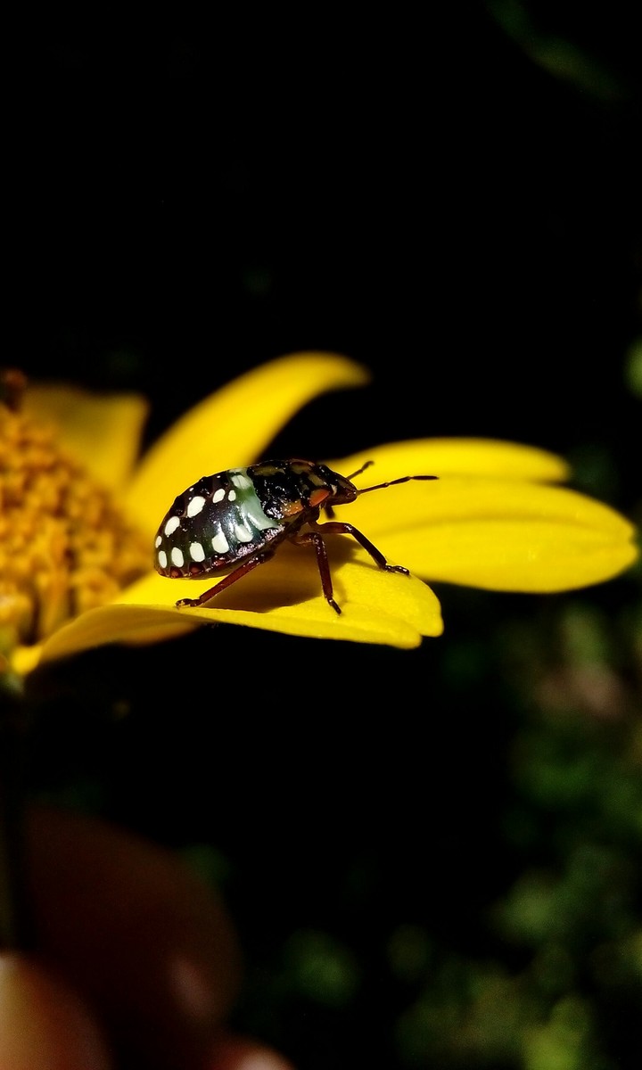 bug