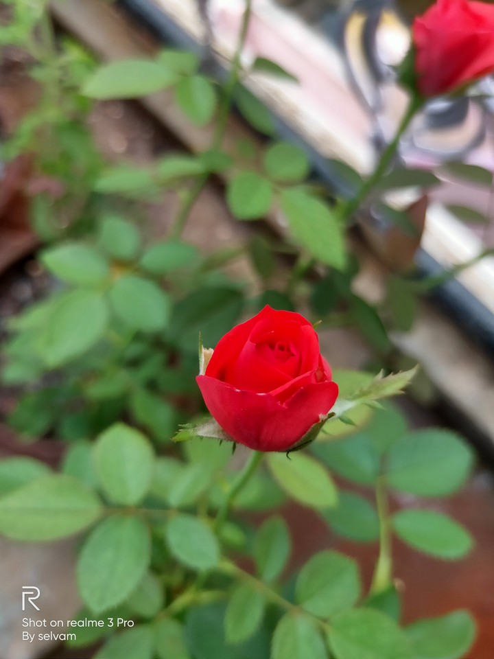 Rose
