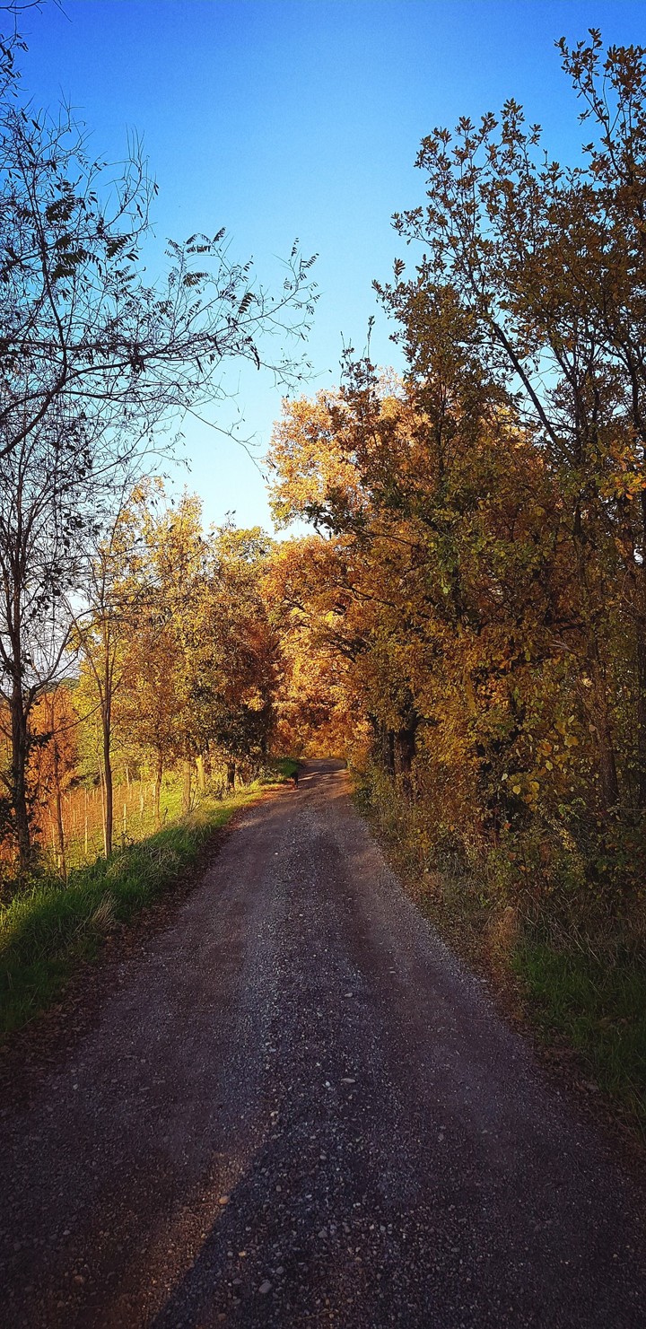 Autumn pathway