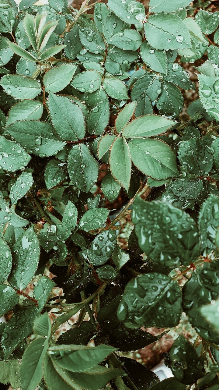drops