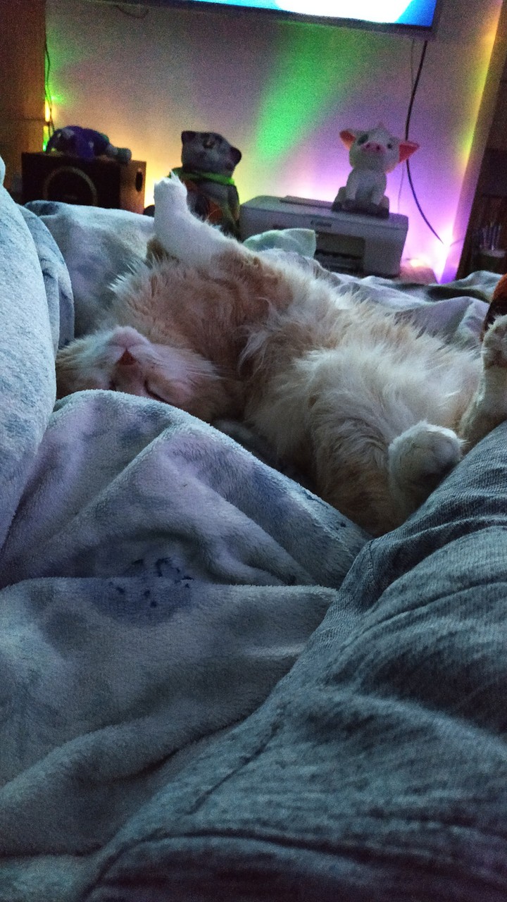кот